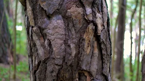 Pine tree trunk with expressive bark texture Stock Footage 162714808
