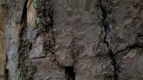 Pine tree trunk with expressive bark texture Stock Footage 195298436