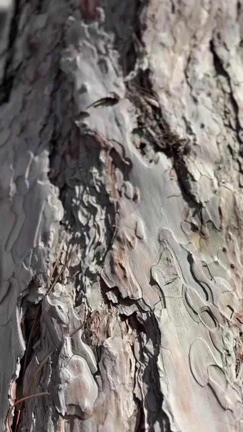 Pine tree trunk, film effect Stock Footage 302835045