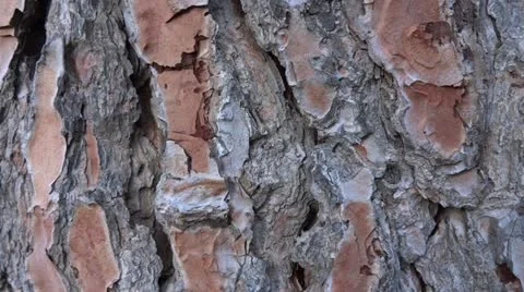 Pine tree trunk Video stock 12293201