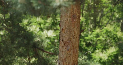 Pine tree trunk Stock Footage