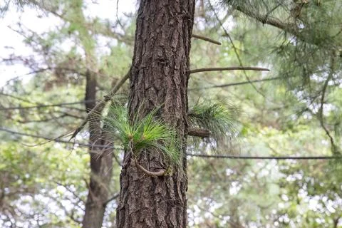 Pine Tree Trunk with Fresh Needles in Natural Forest Setting Stock Photos