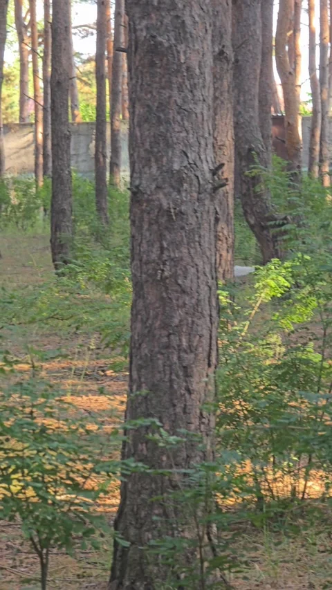 Pine tree trunk green forest Stock Footage 339079184