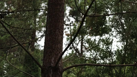 Pine tree trunk with green forest foliage Stock Footage 342189803