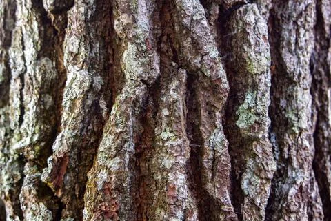 Pine tree trunk that grows big in the forest Foto stock