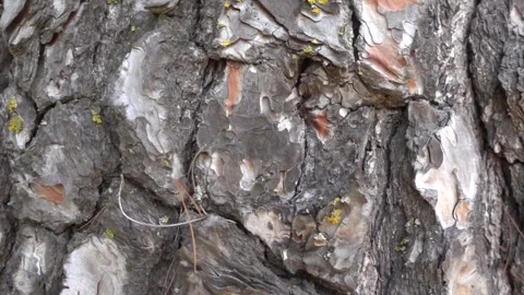 Pine tree trunk macro wood background texture slow motion Stock Footage 252083199