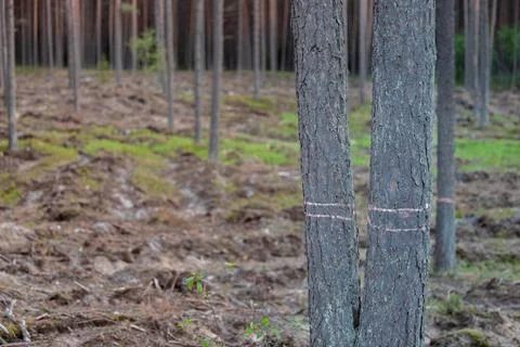 Pine Tree trunk Marked with a Orange Line, trees in the background blurred,.. Stock Photos