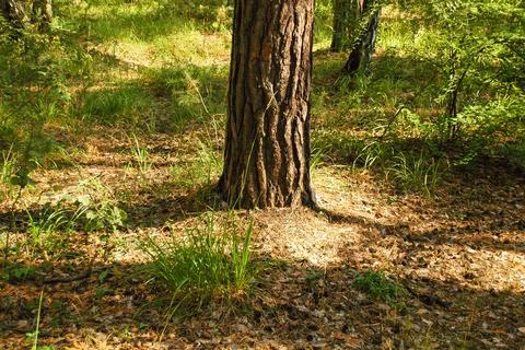 Pine tree trunk in the middle of green grass and land with cones illuminated Stock Photos