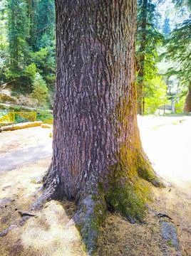 Pine tree trunk in the park. Stock Photos