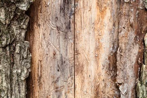 Pine tree trunk with peeled bark close up Stock Photos