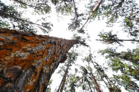 Pine tree trunk Stock Photos