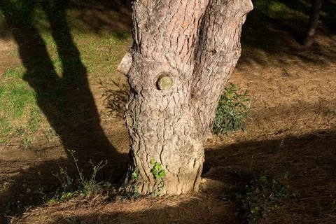 Pine tree trunk Stock Photos