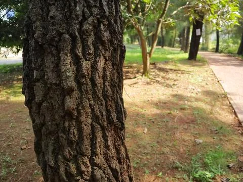 Pine tree trunk Stock Photos