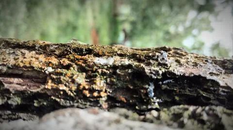 Pine tree trunk in pine forest yogyakarta Foto stock