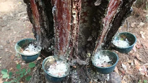 Pine tree trunk with resin collection cups attached for harvesting natural sap. 스톡 동영상 342319756