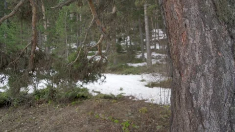 Pine tree trunk rises from snowy forest with rough bark, cold ground - Tian Shan Stock Footage 339812916