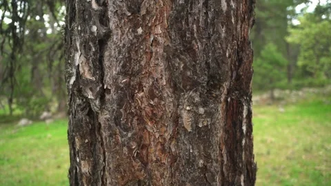 Pine tree trunk rough bark texture - Coniferous Trees and Outermost Layers Stock Footage 339752095