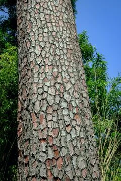 Pine tree trunk with rough bark against blue sky Stock Photos