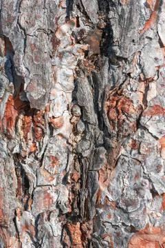 Pine tree trunk rough texture Stock Photos