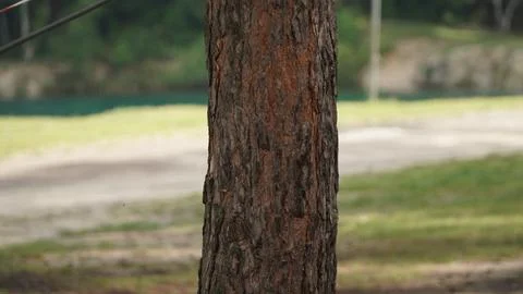 Pine Tree Trunk with Scattered Background Stock Photos