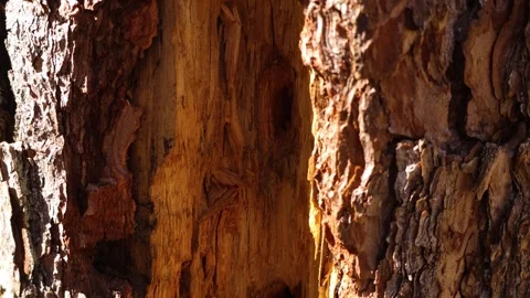 Pine Tree Trunk Showing Insect Damage from Bark Beetle Infestation Stock Footage 335131031