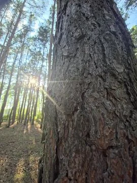 Pine tree trunk sun flare Stock Photos