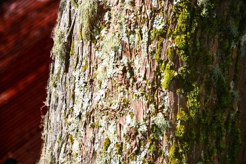Pine tree trunk . texture coated with green and brown moss Stock Photos