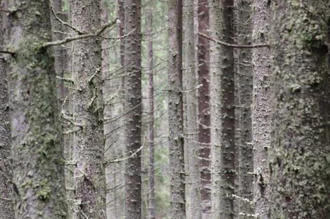 Pine tree trunk texture in the forest Stock Photos