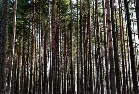 Pine tree trunks against the blue sky Stock Photos