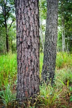 Pine tree trunks and bark in the nature pine forest Stock Photos