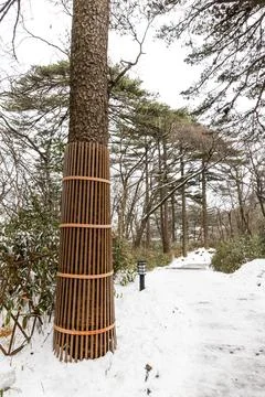 Pine tree trunks are wrapped during winter to protect and insulate the tree b Stock Photos
