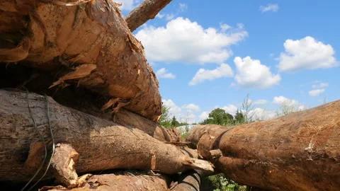 Pine tree trunks. The camera is in motion. Deforestation. Slow motion Stock Footage 120133477