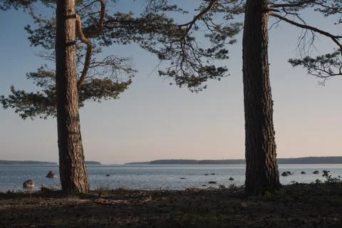 Pine tree trunks on the coast. Stock-Fotos