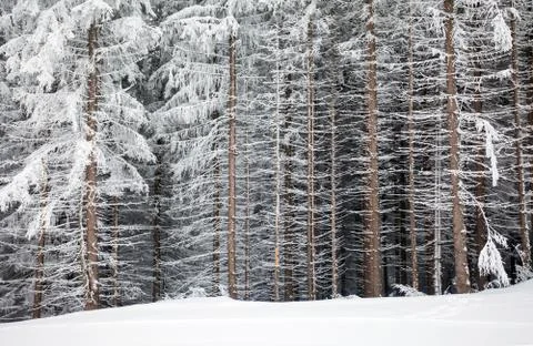 Pine tree trunks covered with snow in winter Stock Photos