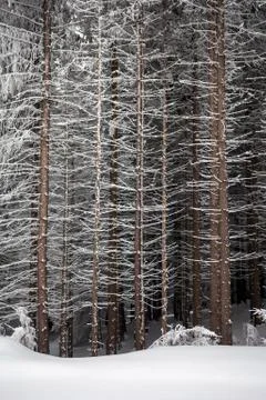 Pine tree trunks covered with snow in winter Stock Photos