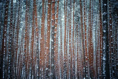 Pine tree trunks covered with snow beautiful winter forest background Stock Photos