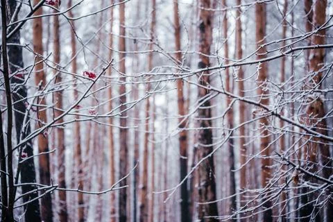 Pine tree trunks covered with snow beautiful winter forest background Stock Photos