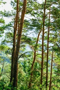 Pine tree trunks forest detail Stock Photos