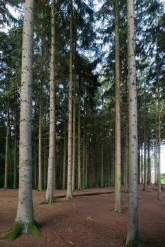 Pine tree trunks in the forest Stock Photos