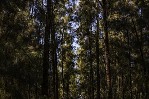 Pine Tree Trunks In Forest Stock Photos
