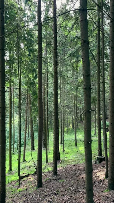Pine tree trunks in green forest with lush ground cover in daylight. Conife.. Stock Footage 343259111