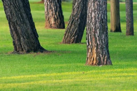 Pine tree trunks with green grass lit by setting sun Stock Photos