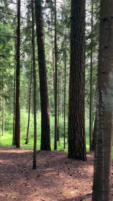 Pine tree trunks in green summer forest with camera panning through woods. .. Stock Footage 343258911