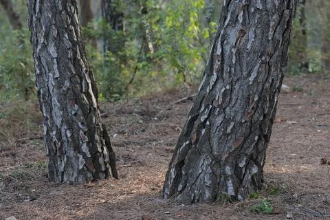Pine Tree Trunks on the Needle Covered Floor of a Mediterranean Forest Stock Photos