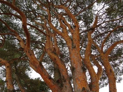 Pine tree trunks Stock Photos
