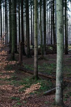 Pine tree trunks Stock Photos
