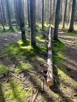Pine tree trunks Foto stock