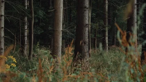 Pine tree trunks in summer forest, Lower Silesia, Poland Stock Footage 247146127