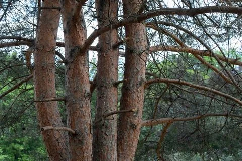 Pine tree trunks with textured flaky bark and branches inside a natural fores Stock Photos