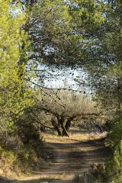 Pine tree tunnel with olive tree in the background on a sunny day Stock Photos